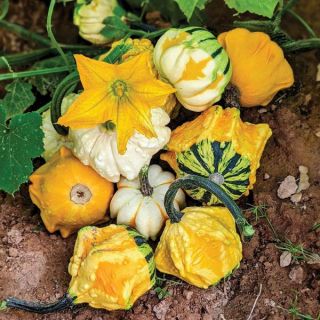 Galaxy of Stars Mix Gourd Thumbnail